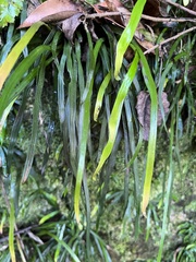 Haplopteris anguste-elongata