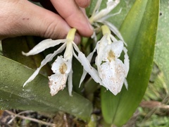Trichopilia fragrans