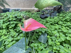 Anthurium