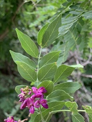Lonchocarpus