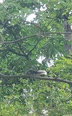 Callosciurus finlaysonii