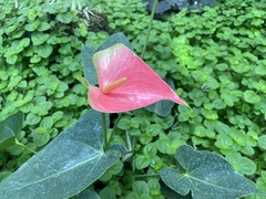 Anthurium