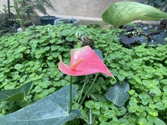 Anthurium