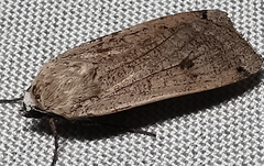 Noctua pronuba