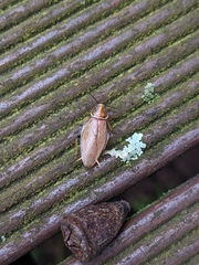 Ellipsidion humerale