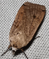 Noctua pronuba
