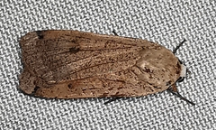 Noctua pronuba