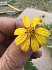 Coreopsis queretarensis