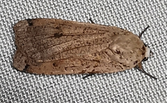 Noctua pronuba
