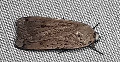 Noctua pronuba