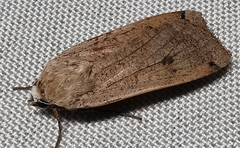 Noctua pronuba
