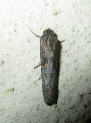 Phycitinae