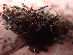 Monomorium floricola
