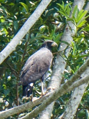 Buteogallus urubitinga