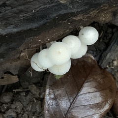 Favolaschia