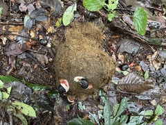 Elephas maximus indicus