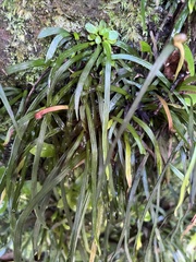 Haplopteris anguste-elongata