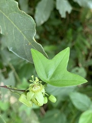 Passiflora obtusifolia