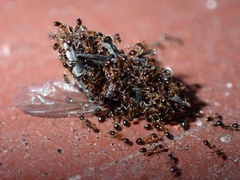 Monomorium floricola