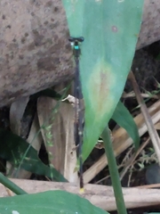 Coeliccia flavicauda