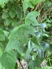 Passiflora obtusifolia