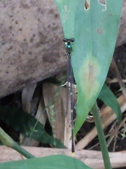 Coeliccia flavicauda