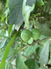 Passiflora obtusifolia