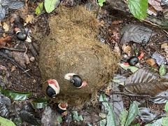 Elephas maximus indicus