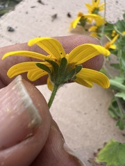 Coreopsis queretarensis