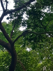 Callosciurus finlaysonii