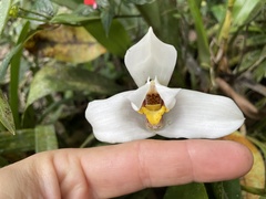 Maxillaria lehmannii