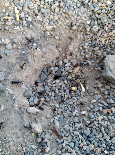 Messor Harvester Ants