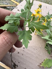 Coreopsis queretarensis