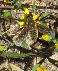 Poecilanthrax lucifer