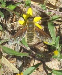 Poecilanthrax lucifer