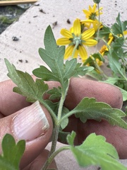 Coreopsis queretarensis