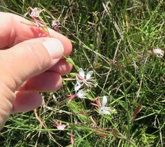 Oenothera filiformis