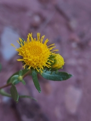 Grindelia nuda