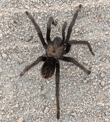 Aphonopelma iodius