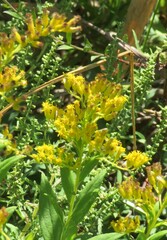 Solidago radula