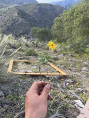 Coreopsis queretarensis