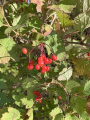 Viburnum