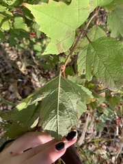 Viburnum