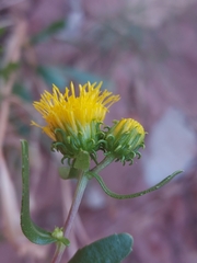 Grindelia nuda