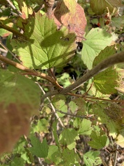 Viburnum