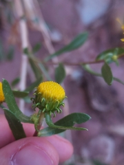 Grindelia nuda