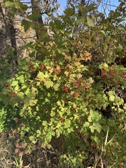 Viburnum