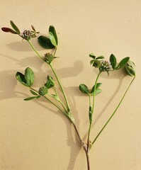 Trifolium glomeratum