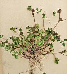 Trifolium glomeratum