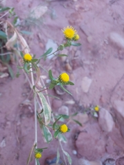 Grindelia nuda